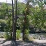 Mayberry Park